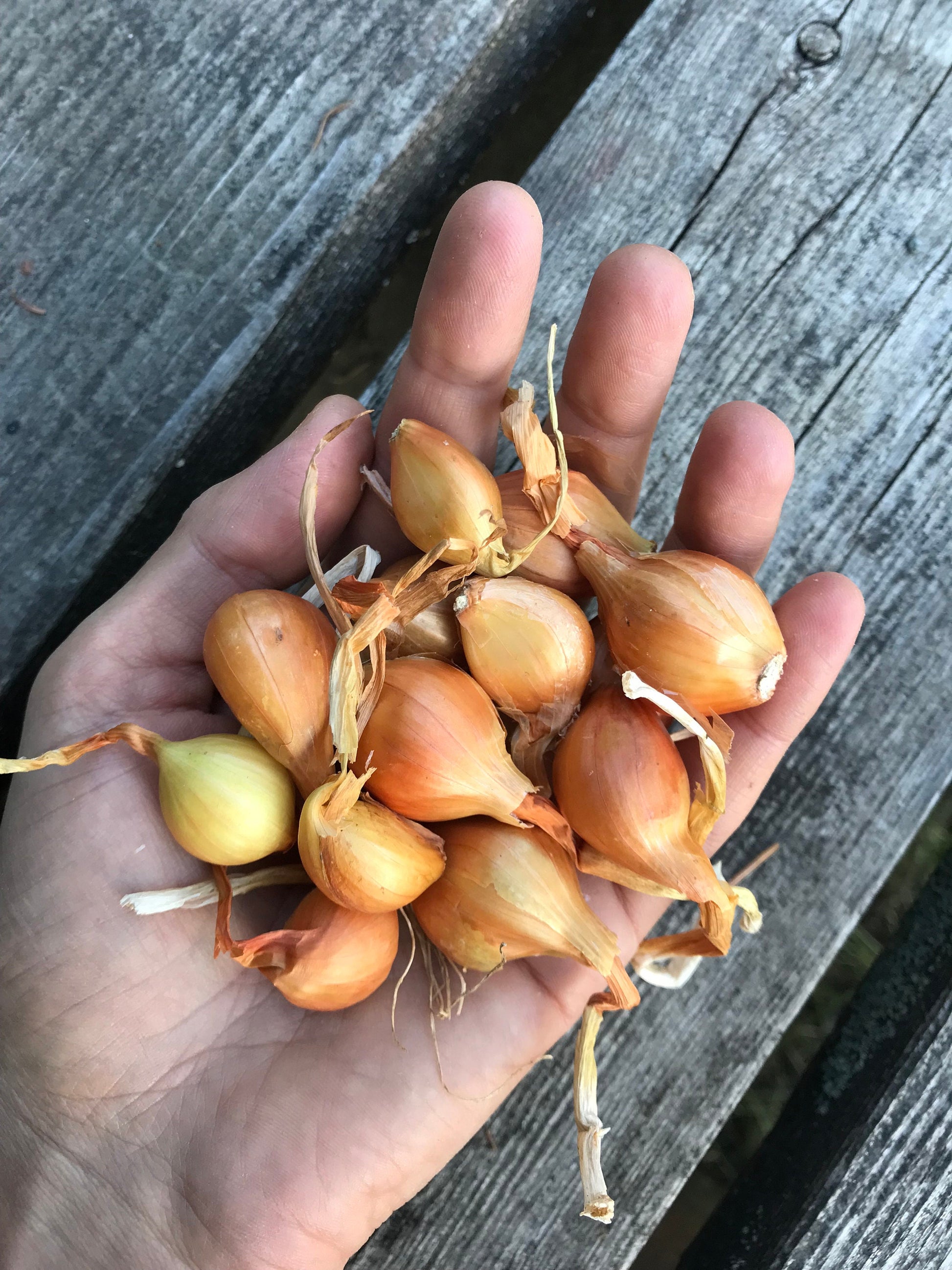 Errington Heirloom Potato Onion Bulbs - Yellow Multiplier Onion Sets - Allium cepa var. aggregatum - 50 grams