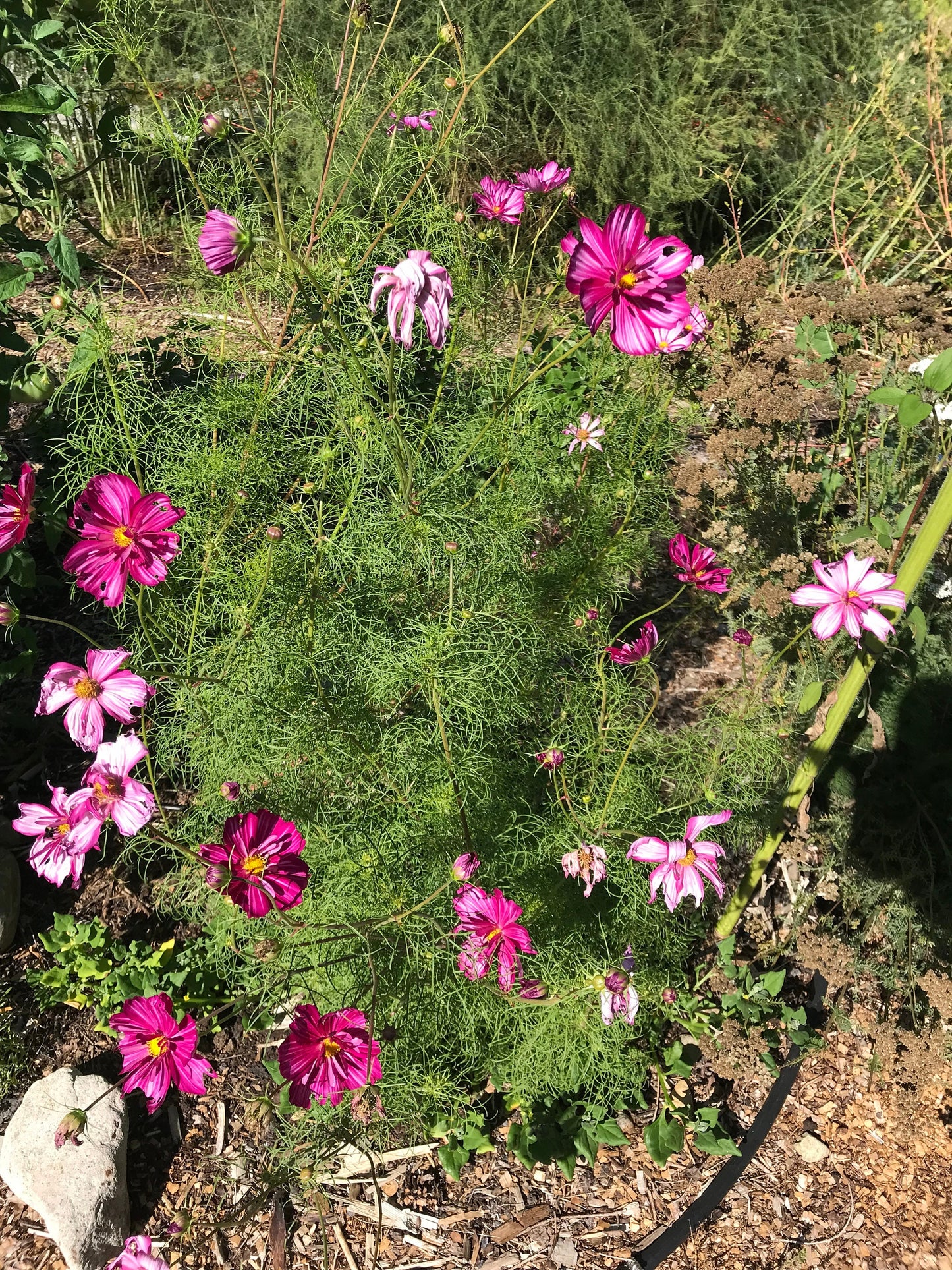 Fizzy Rose Picotee Cosmos Seeds - Cosmos bipinnatus