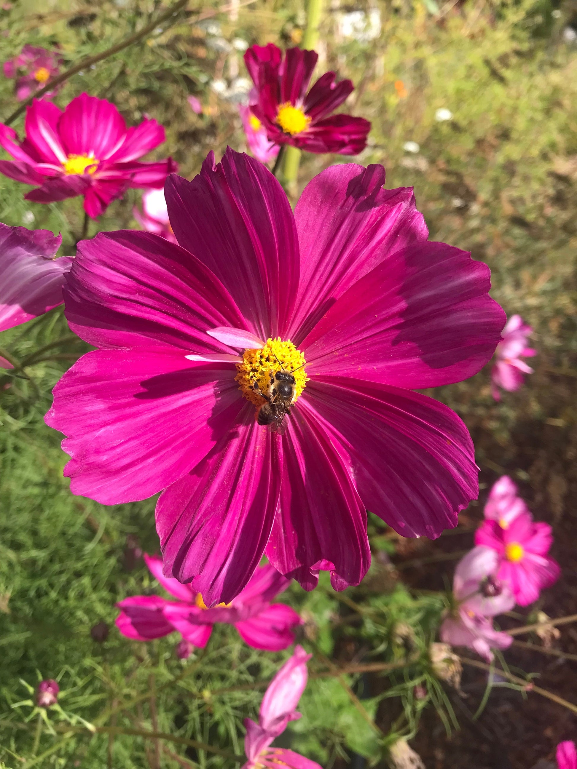 Fizzy Rose Picotee Cosmos Seeds - Cosmos bipinnatus