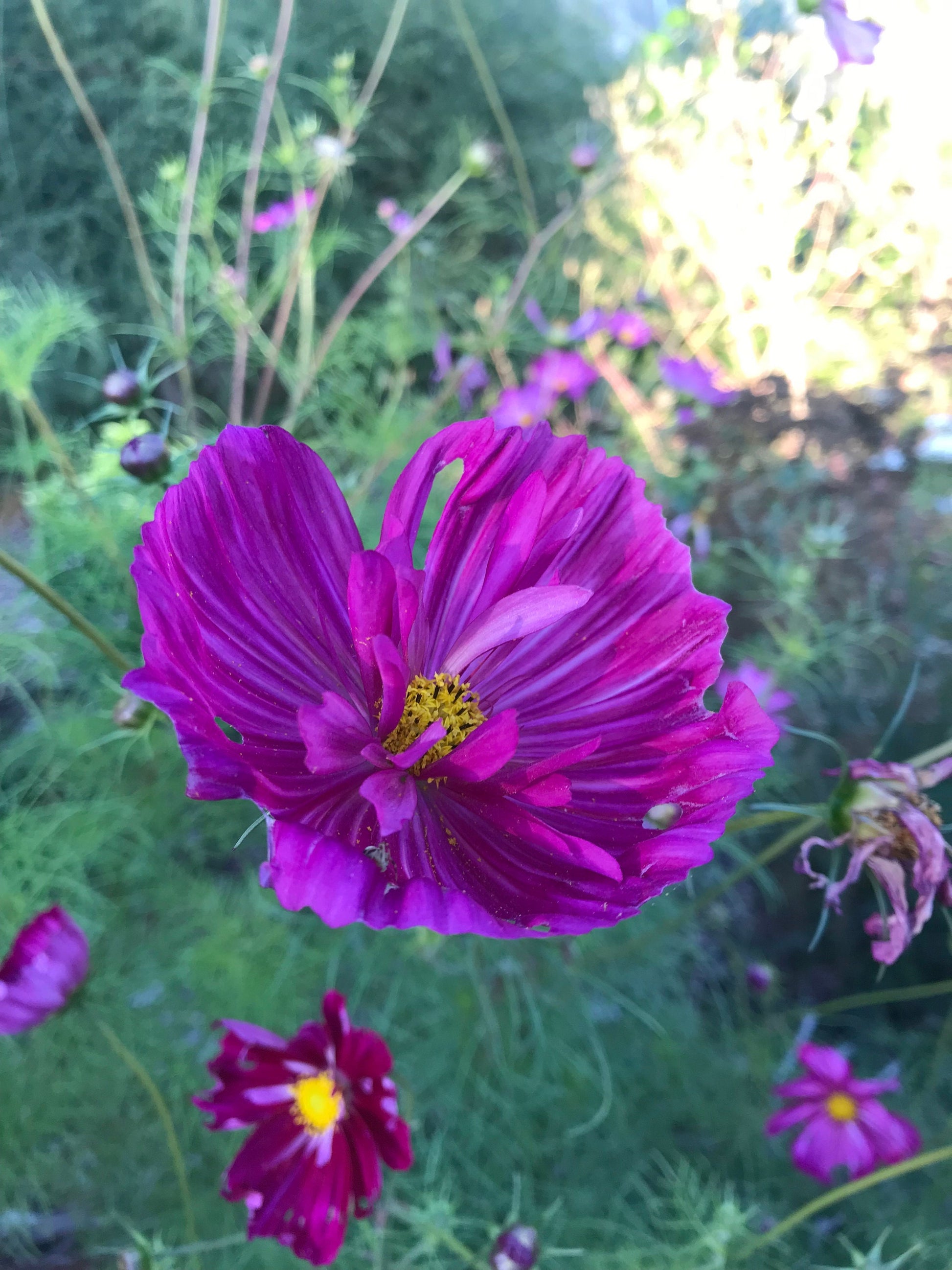 Fizzy Rose Picotee Cosmos Seeds - Cosmos bipinnatus