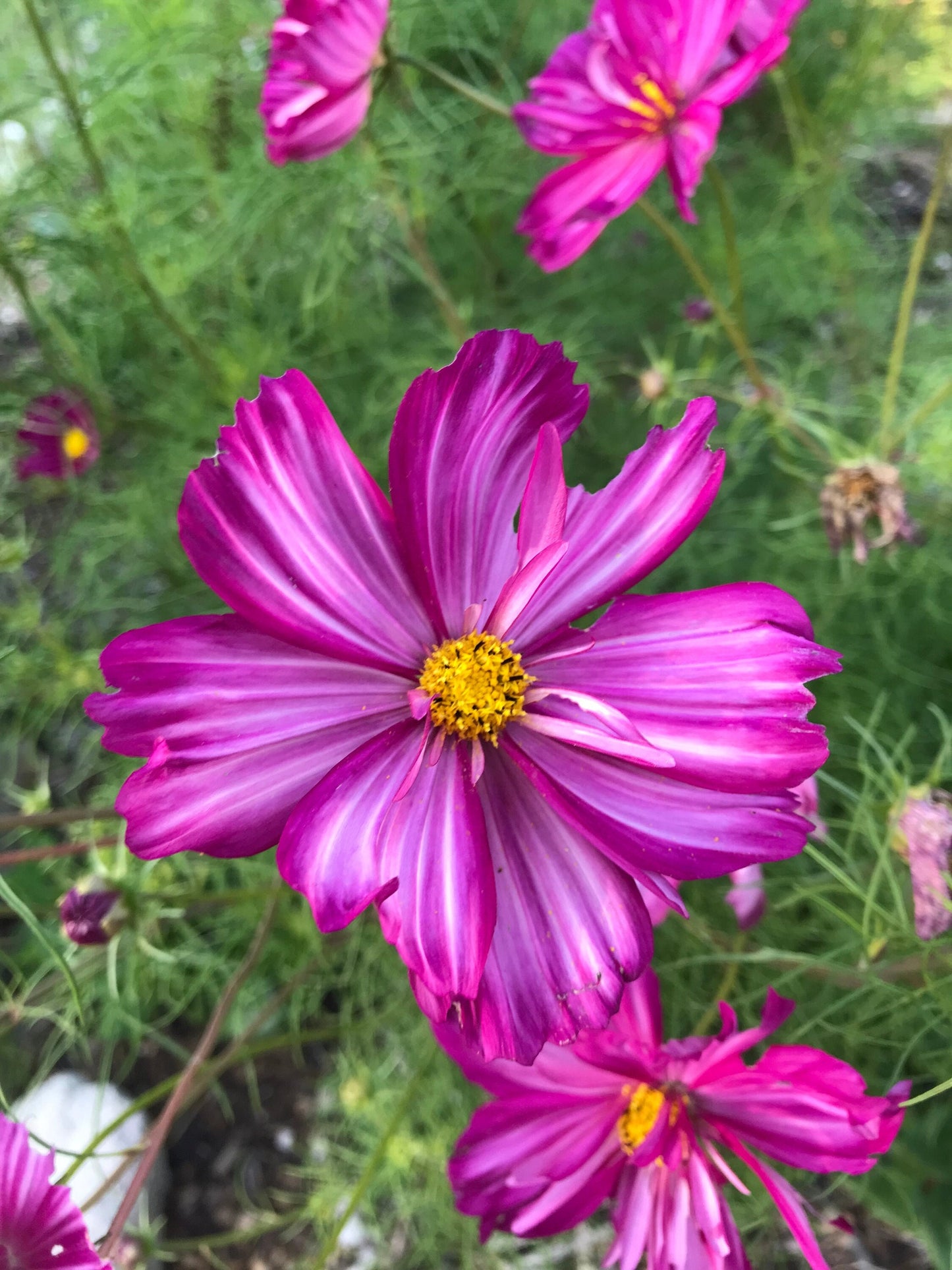 Fizzy Rose Picotee Cosmos Seeds - Cosmos bipinnatus