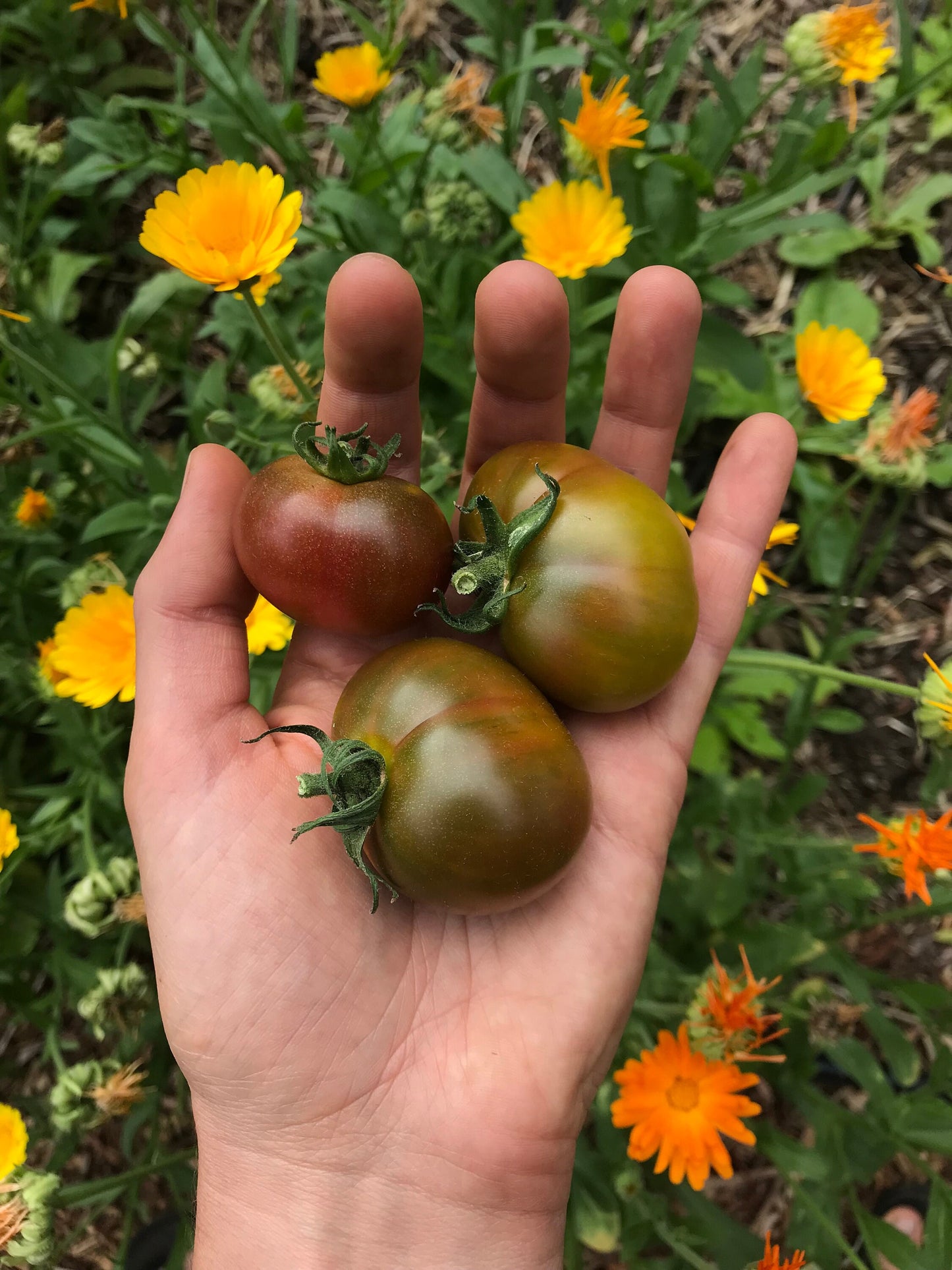 Karma Miracle Tomato Seeds - Solanum lycopersicum