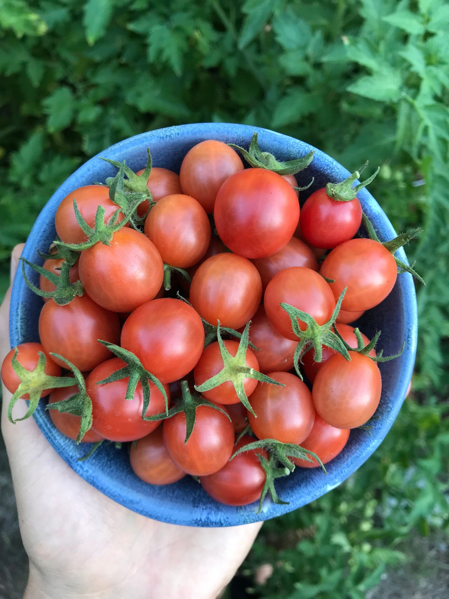 Strawberry Cherry Tomato Seeds - Solanum lycopersicum