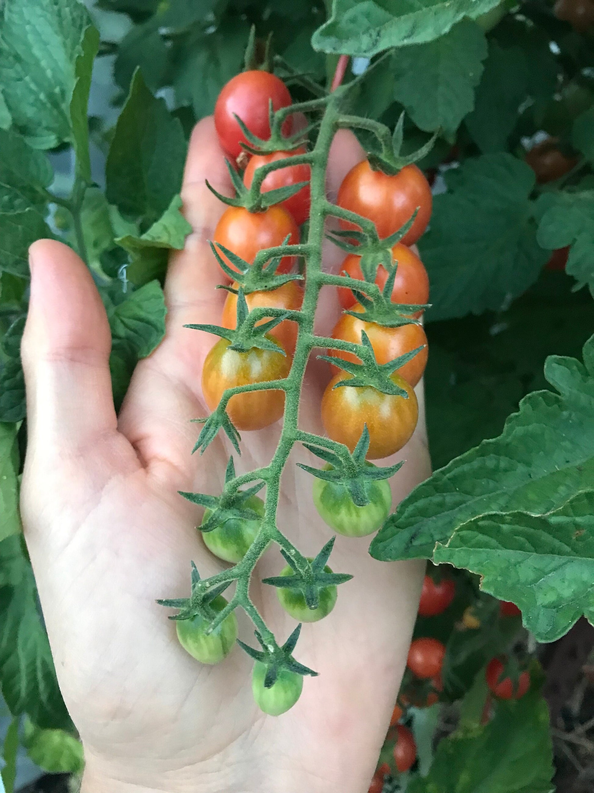 Strawberry Cherry Tomato Seeds - Solanum lycopersicum