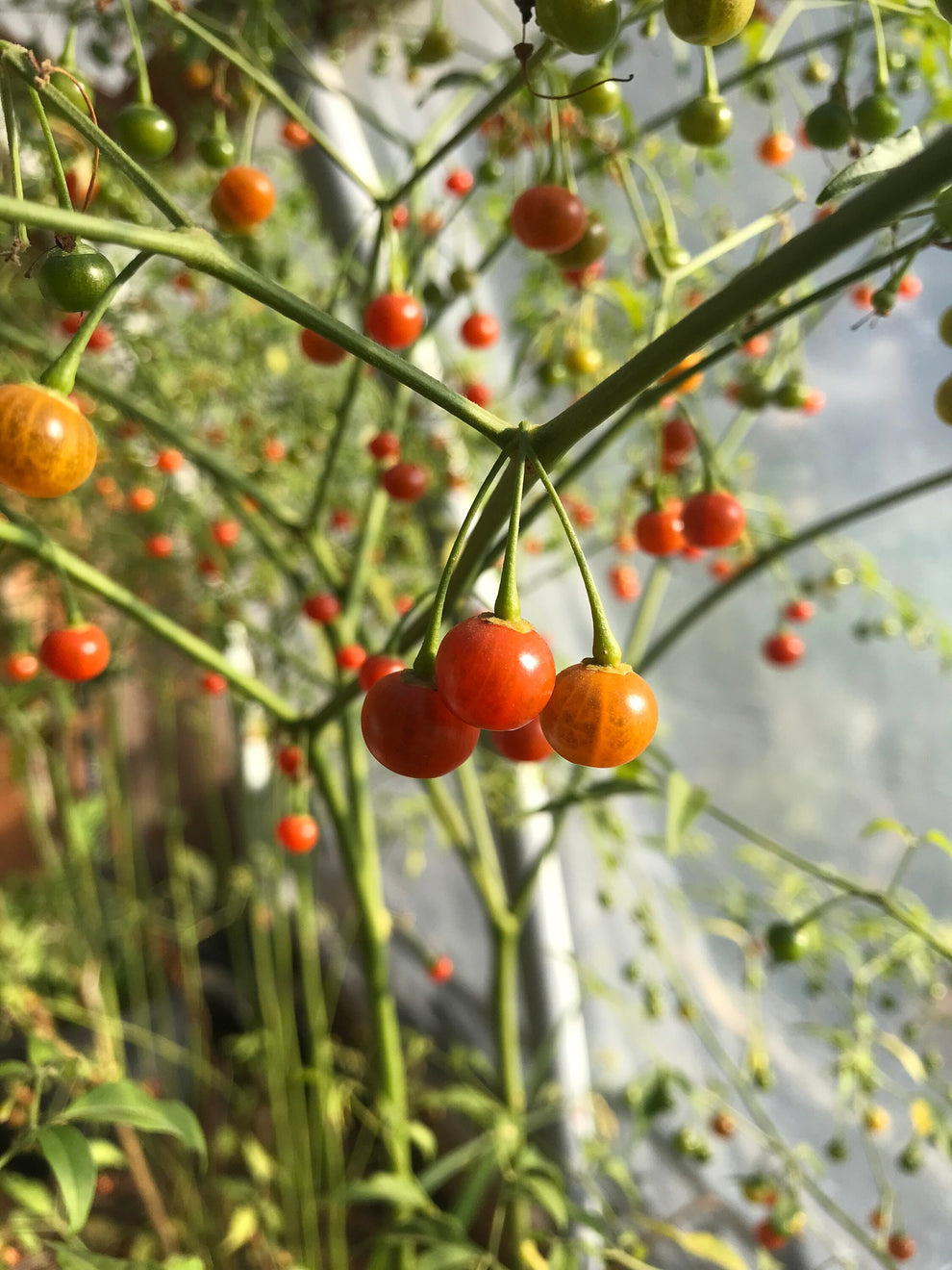 Cold Hardy Chili Pepper Seeds Capsicum flexuosum Ke huí Cicada Seeds