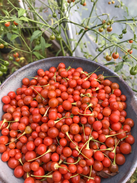 Cold Hardy Chili Pepper Seeds - Capsicum flexuosum - Ke-huí
