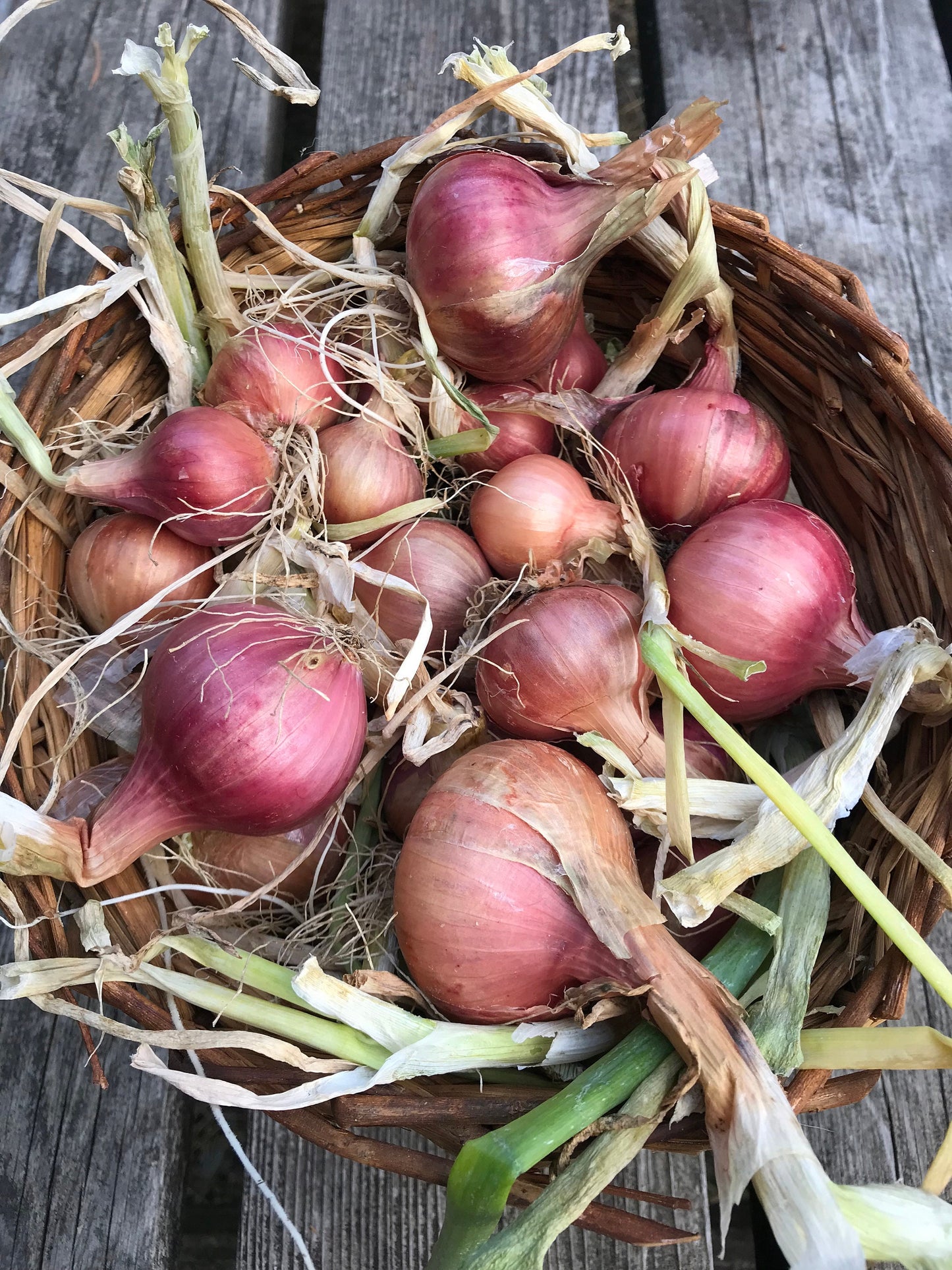 Lorient Multiplier Onion Cross SEEDS - Allium cepa var. aggregatum - Breeding material