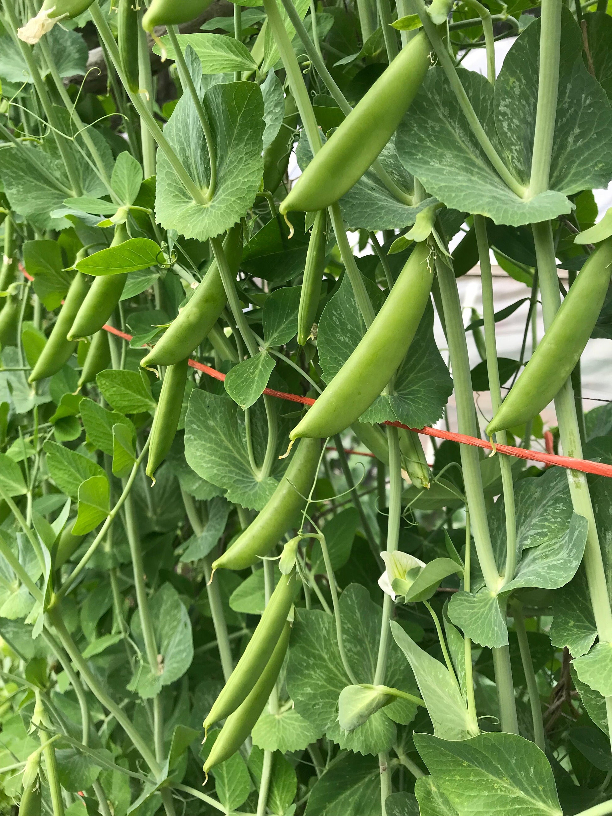 Sugar Snap Pea Seeds - Pisum sativum