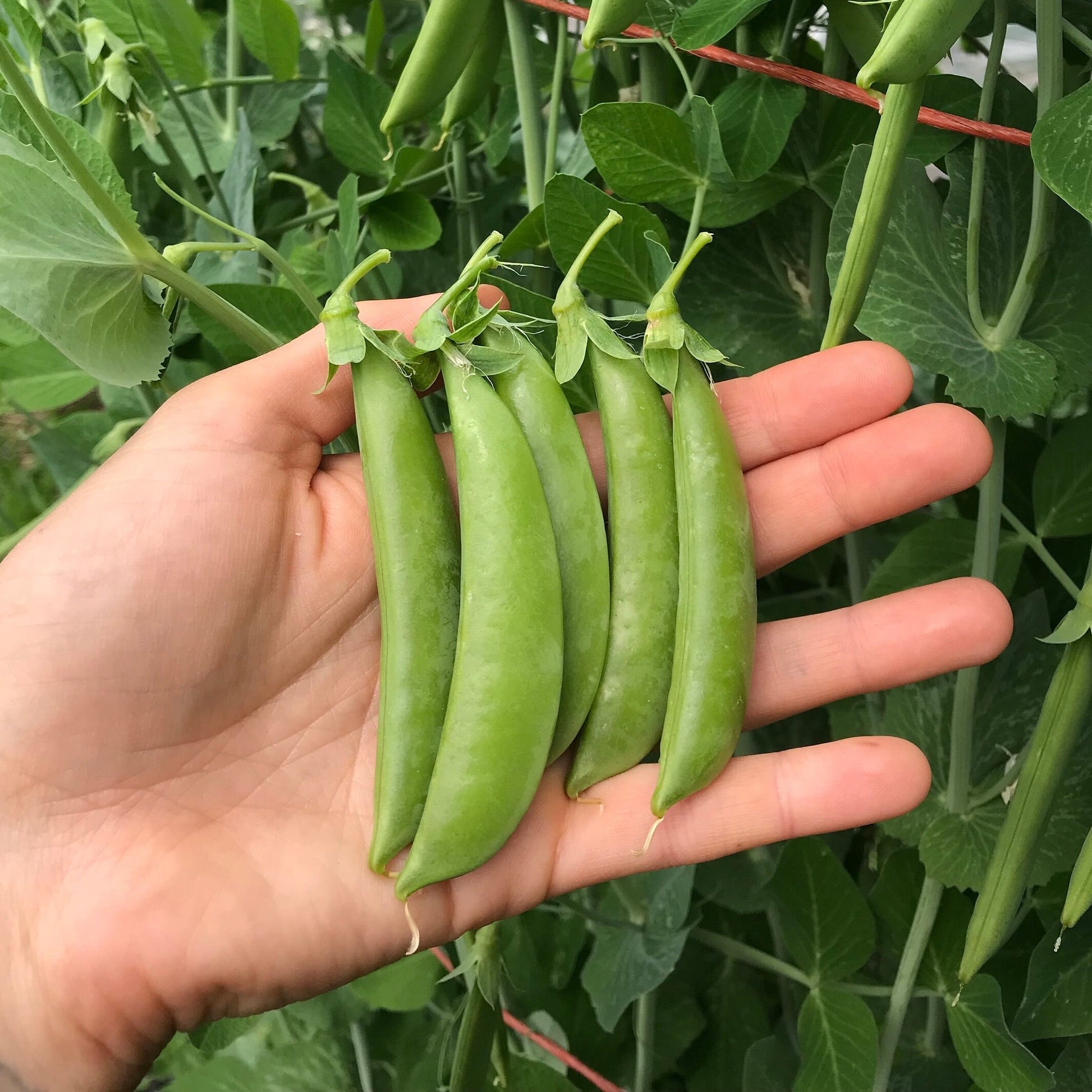 Sugar Snap Pea Seeds - Pisum sativum