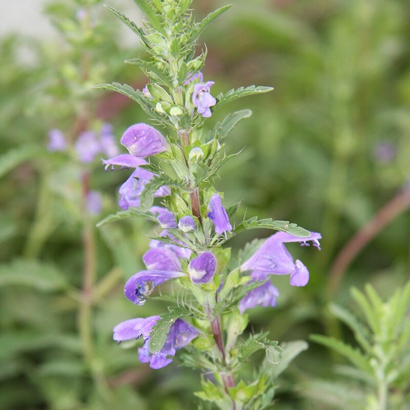 Moldavian Dragonhead Seeds - Dracocephalum moldavica - Lemony medicinal & culinary herb, pollinator flower. Aka Moldavian Balm