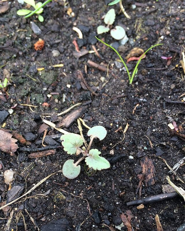 Moldavian Dragonhead Seeds - Dracocephalum moldavica - Lemony medicinal & culinary herb, pollinator flower. Aka Moldavian Balm