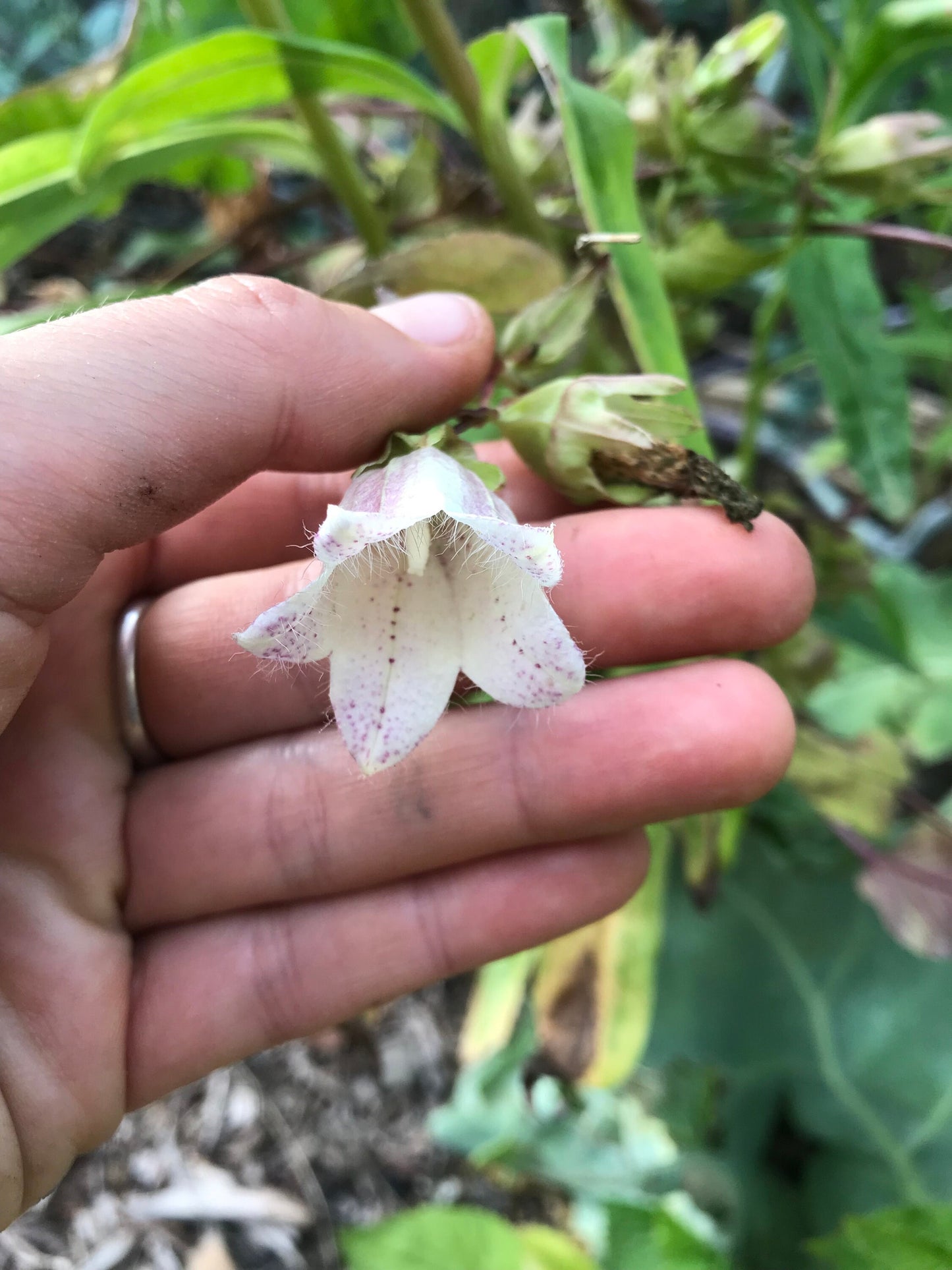 Korean Bellflower Seeds - Campanula takesimana