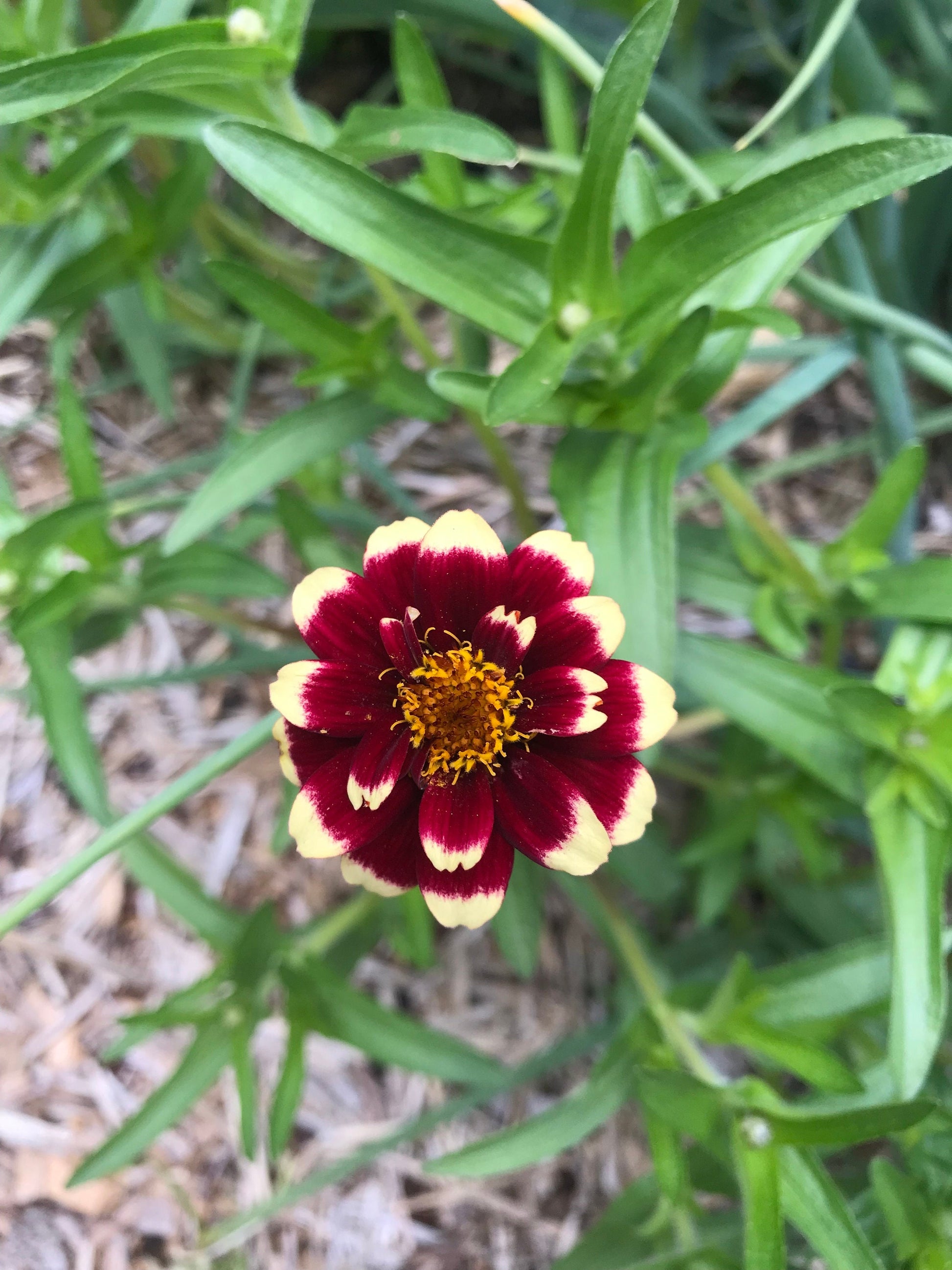 Mexican Zinnia Seeds - Zinnia haageana