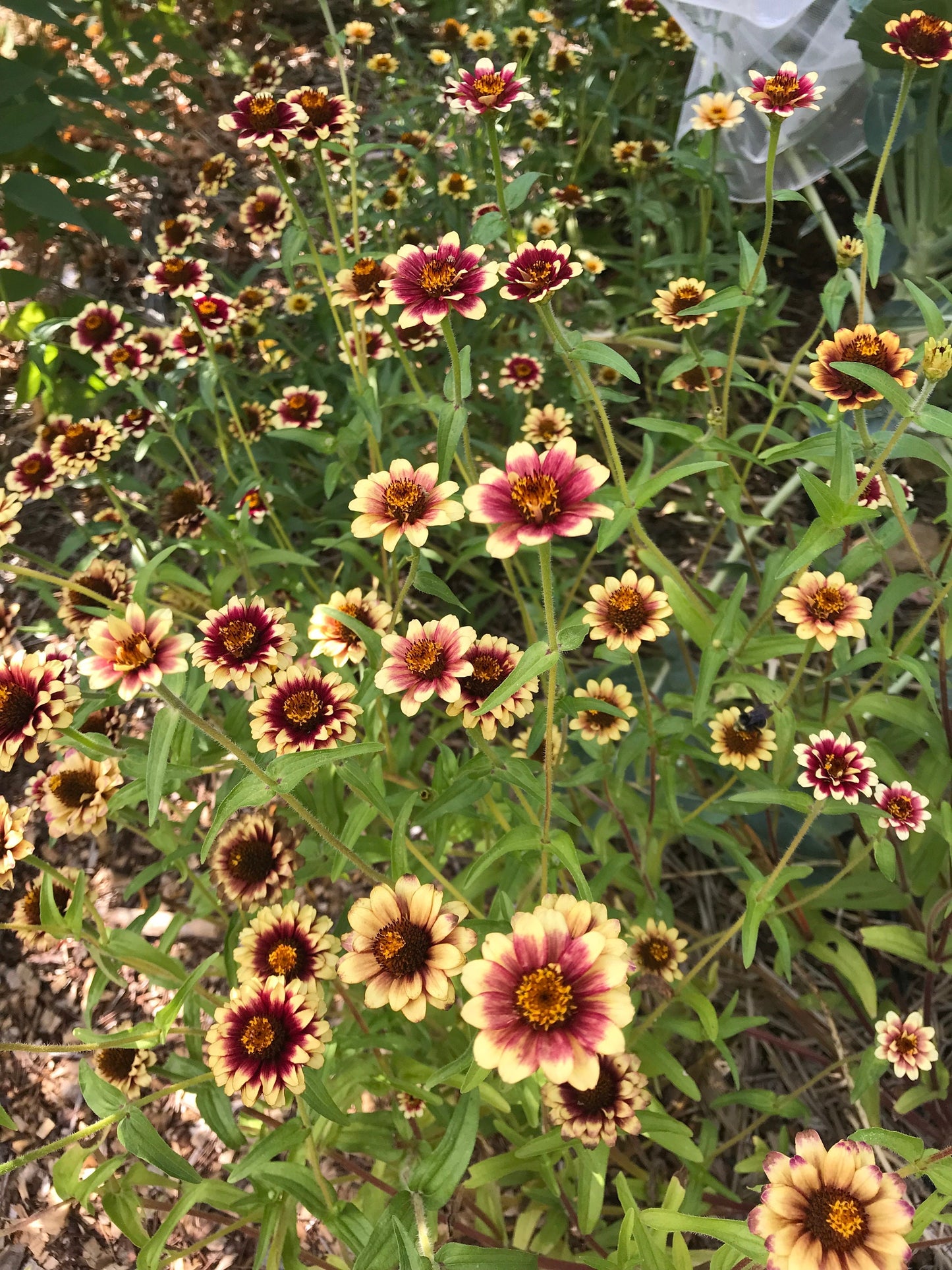 Mexican Zinnia Seeds - Zinnia haageana