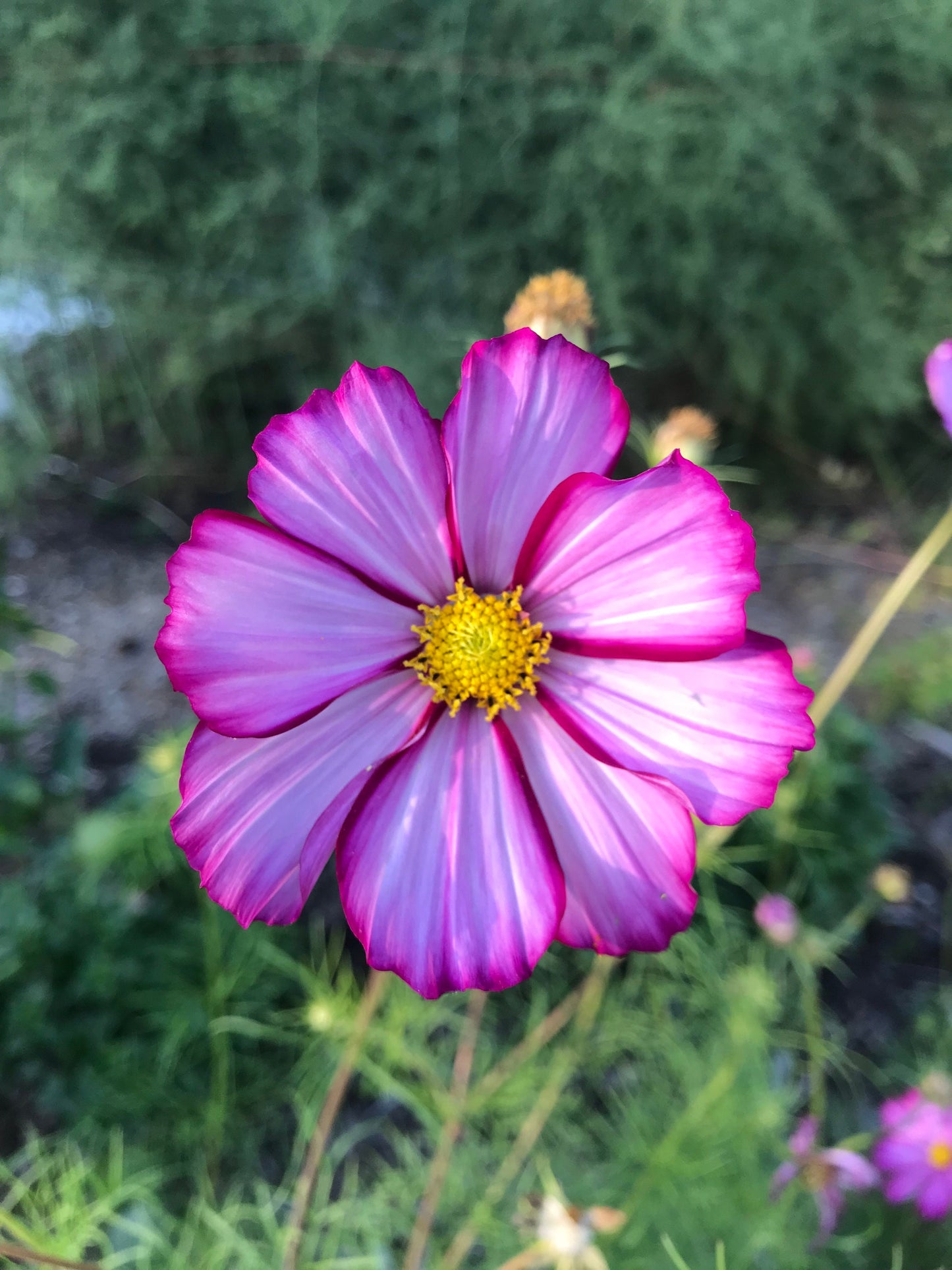 Fizzy Rose Picotee Cosmos Seeds - Cosmos bipinnatus