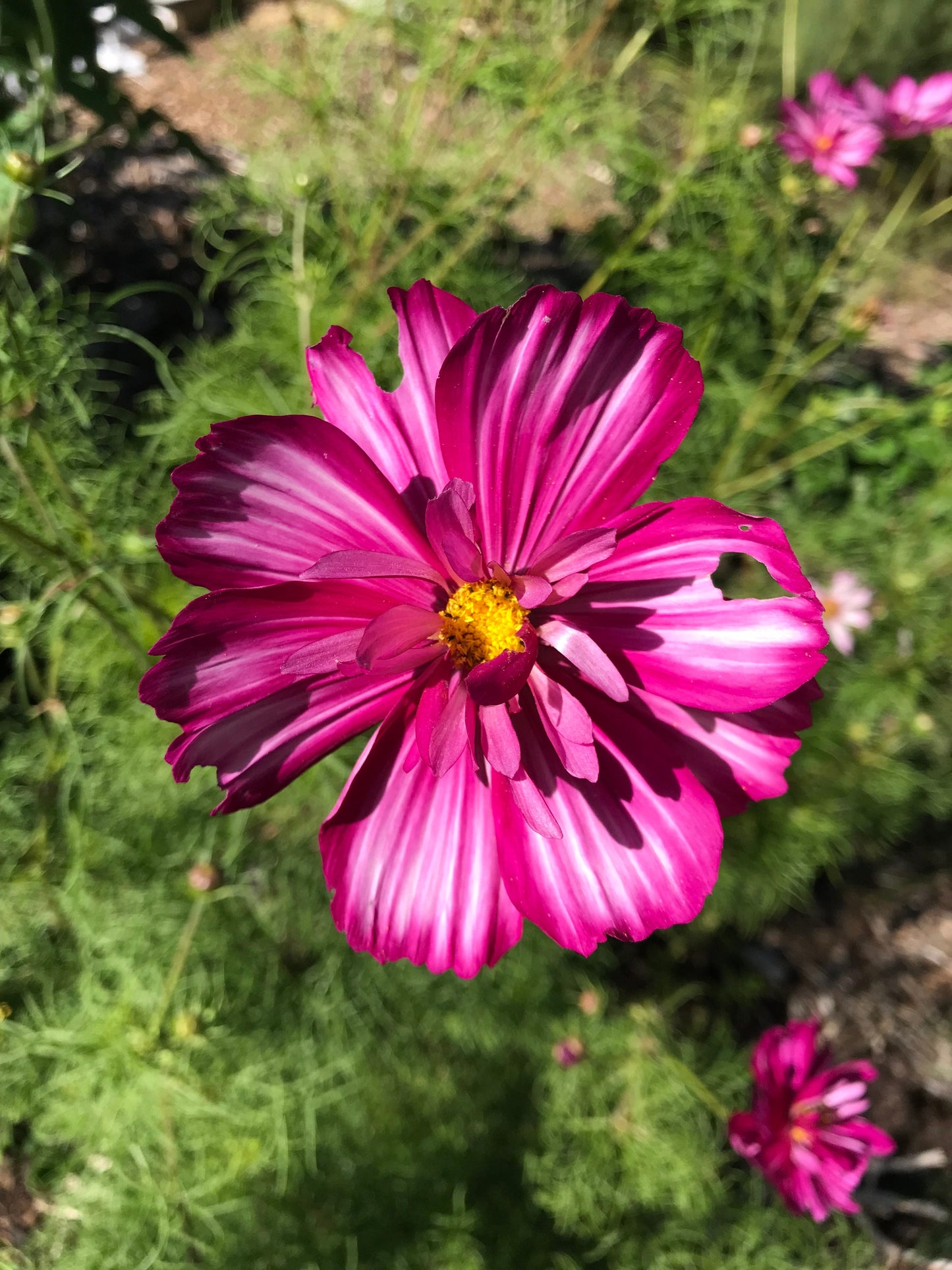 Fizzy Rose Picotee Cosmos Seeds - Cosmos bipinnatus