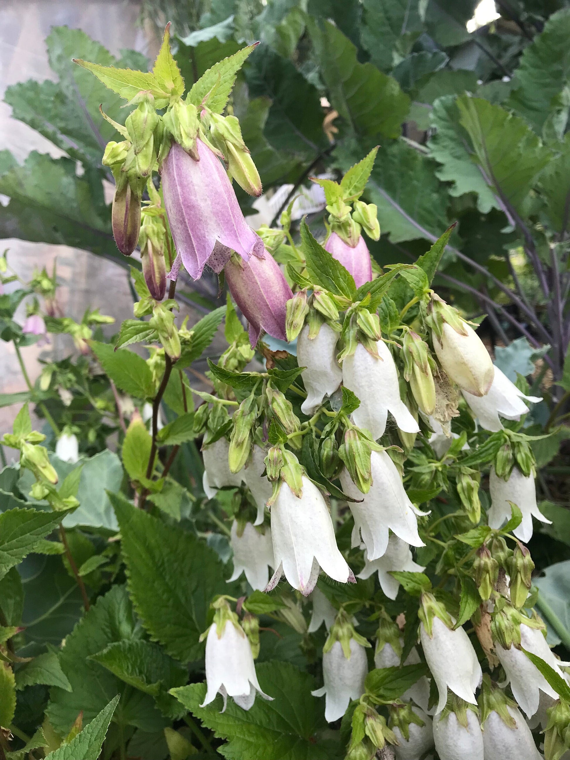 Korean Bellflower Seeds - Campanula takesimana