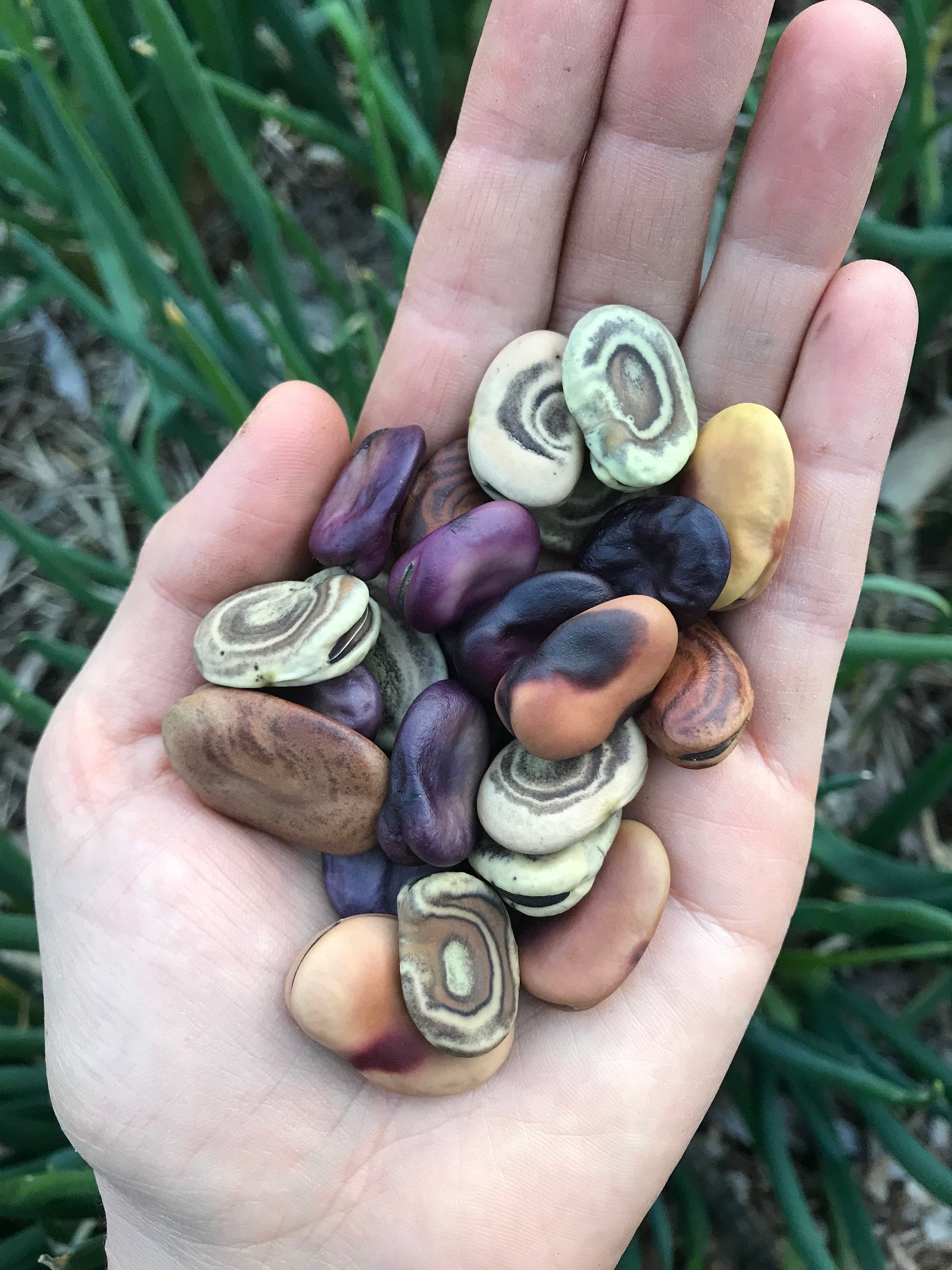 Andean Rainbow Fava Bean Seeds - Vicia faba - Broad Bean Seeds