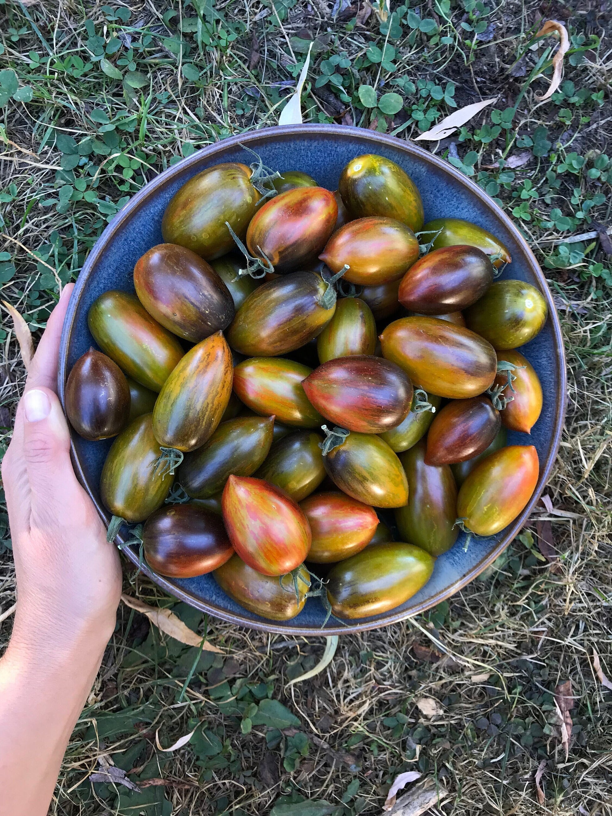 Brad's Atomic Grape Tomato Seeds - Solanum lycopersicum