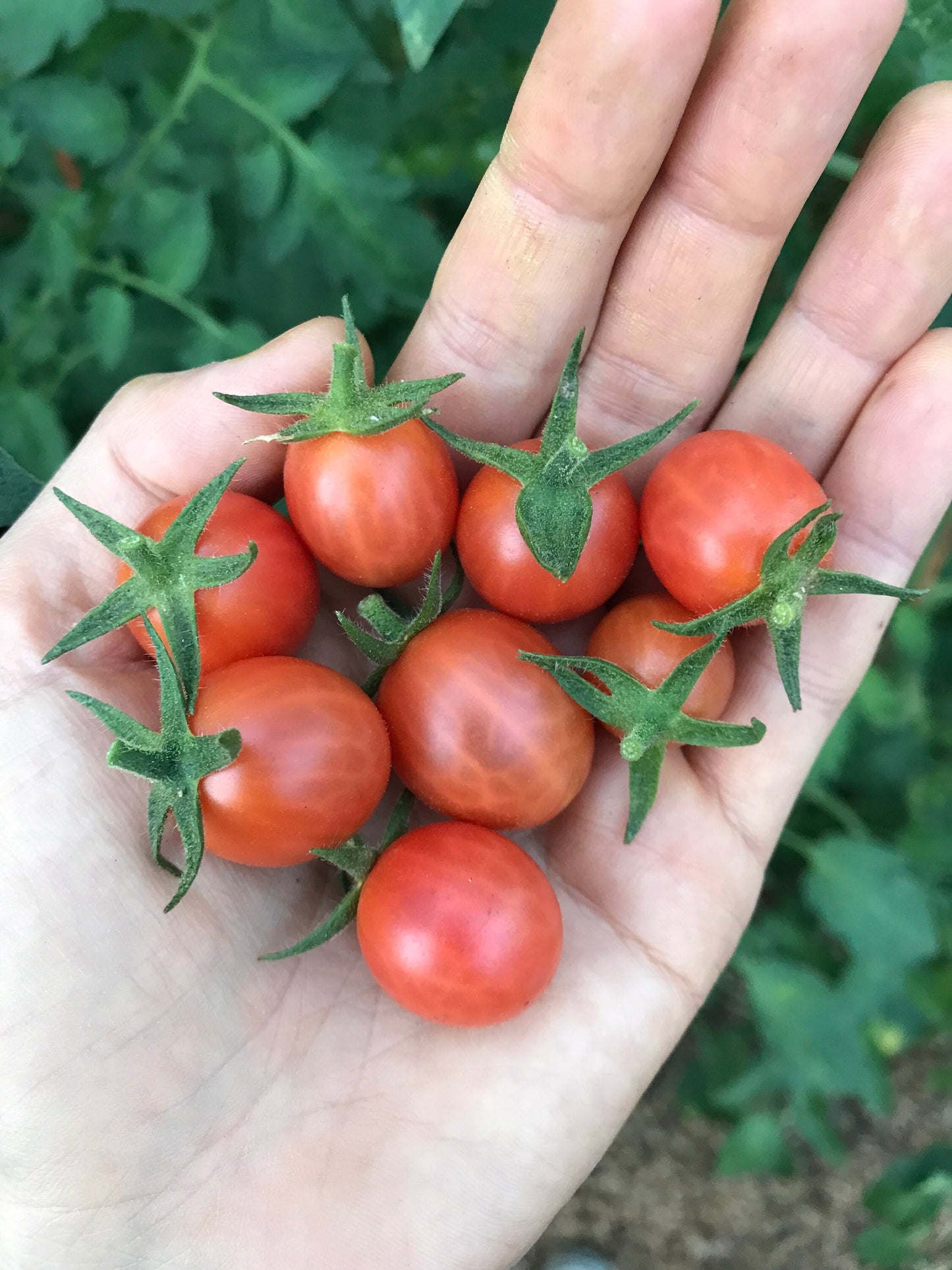 Strawberry Cherry Tomato Seeds - Solanum lycopersicum