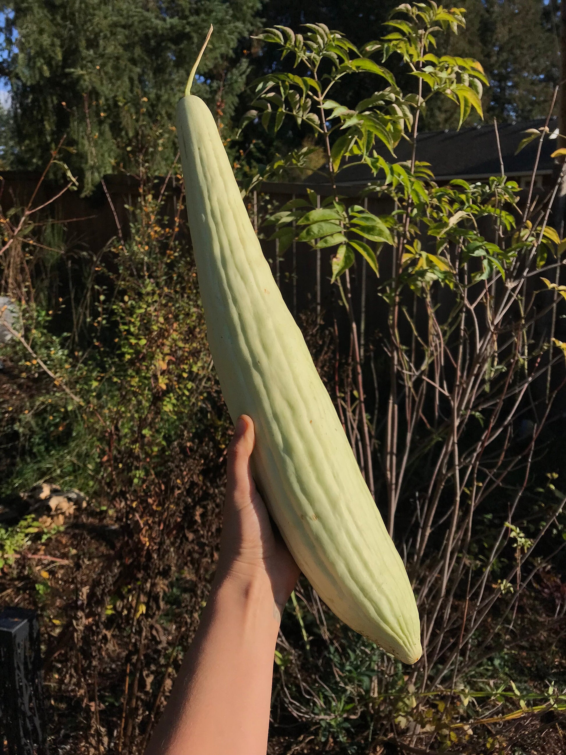 Armenian Cucumber Seeds - Cucumis melo - Snake Melon