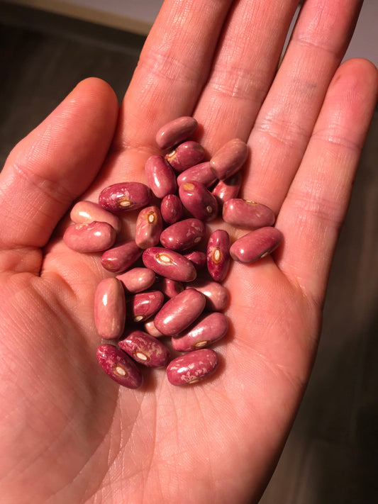 Princess Rose Semi-Vine Bush Bean Seeds - Phaseolus vulgaris