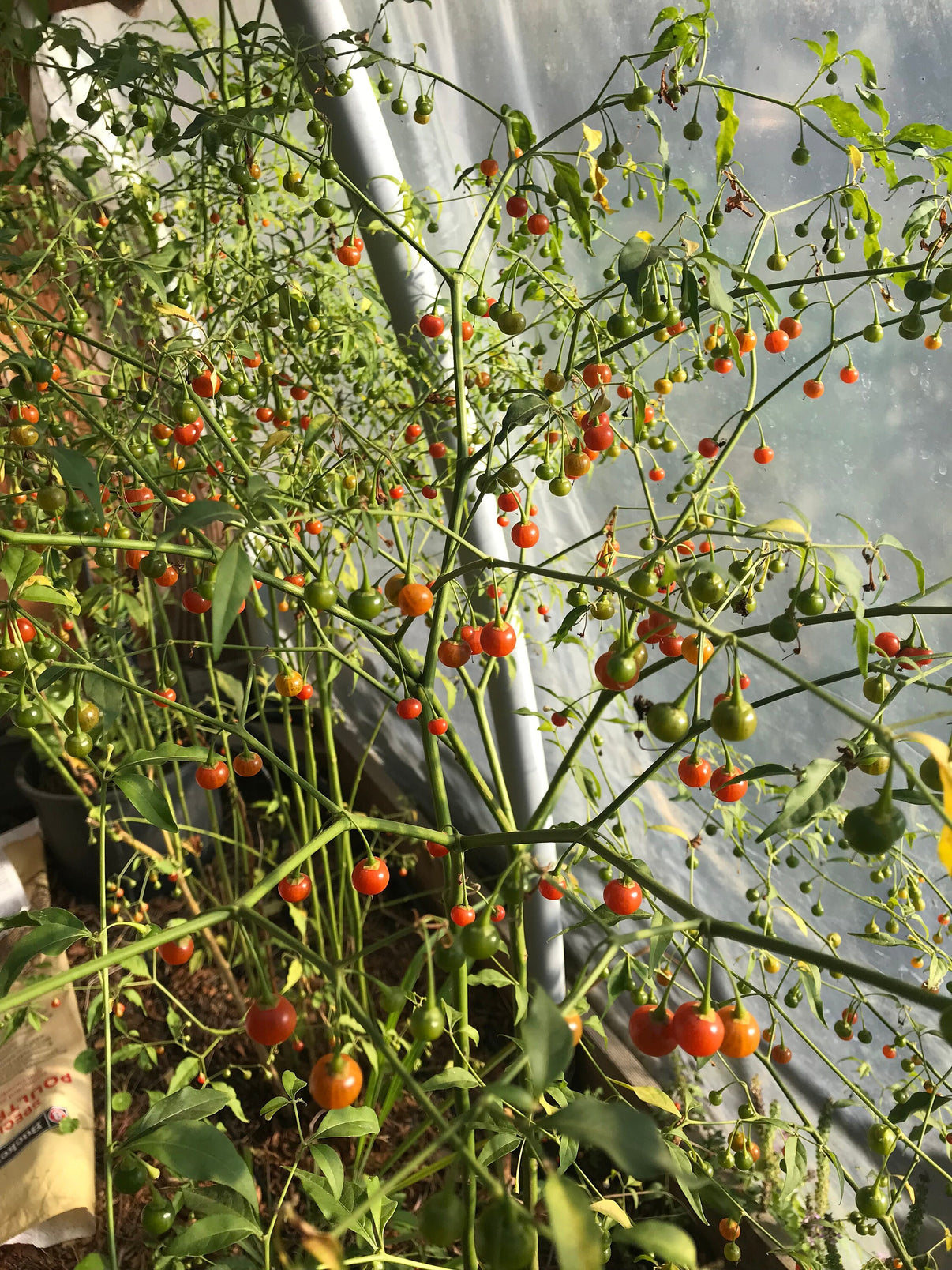 Cold Hardy Chili Pepper Seeds Capsicum flexuosum Ke huí Cicada Seeds