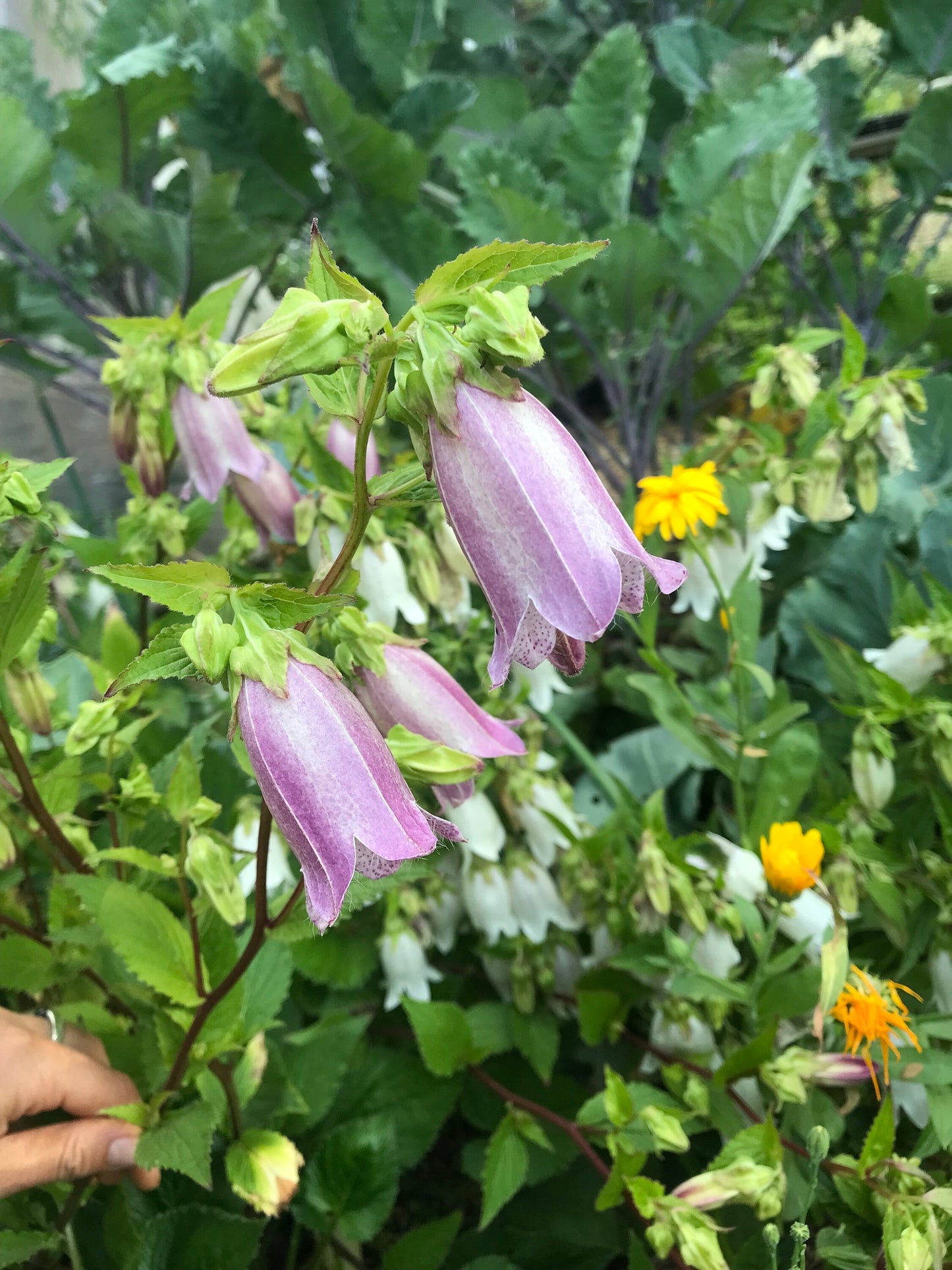 Korean Bellflower Seeds - Campanula takesimana