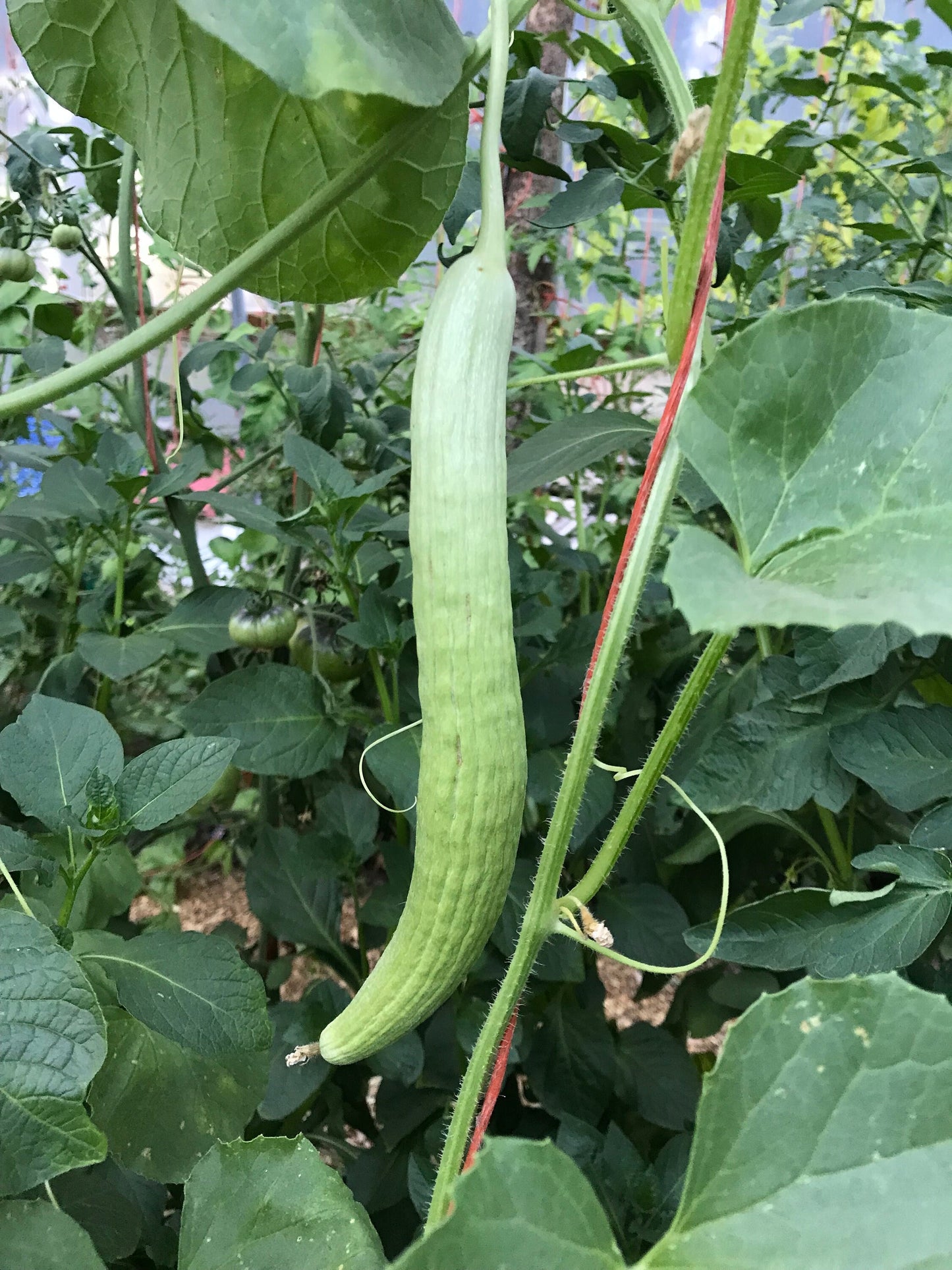 Armenian Cucumber Seeds - Cucumis melo - Snake Melon