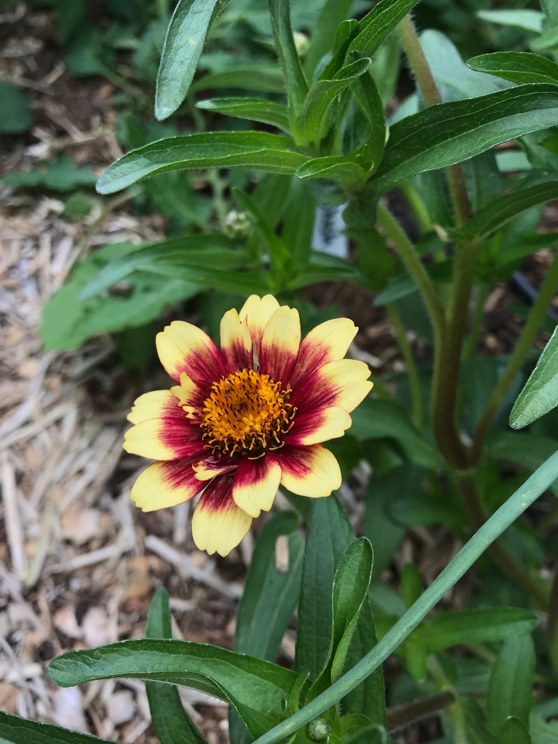 Mexican Zinnia Seeds - Zinnia haageana