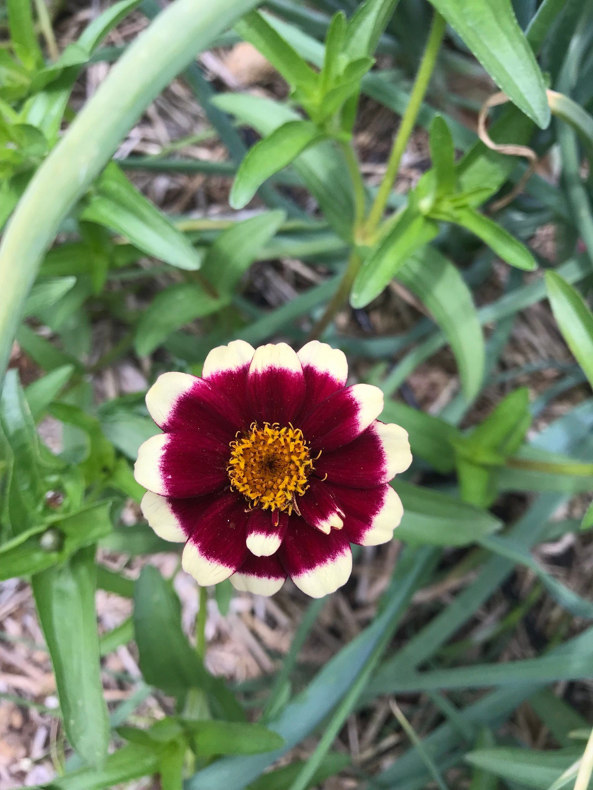 Mexican Zinnia Seeds - Zinnia haageana