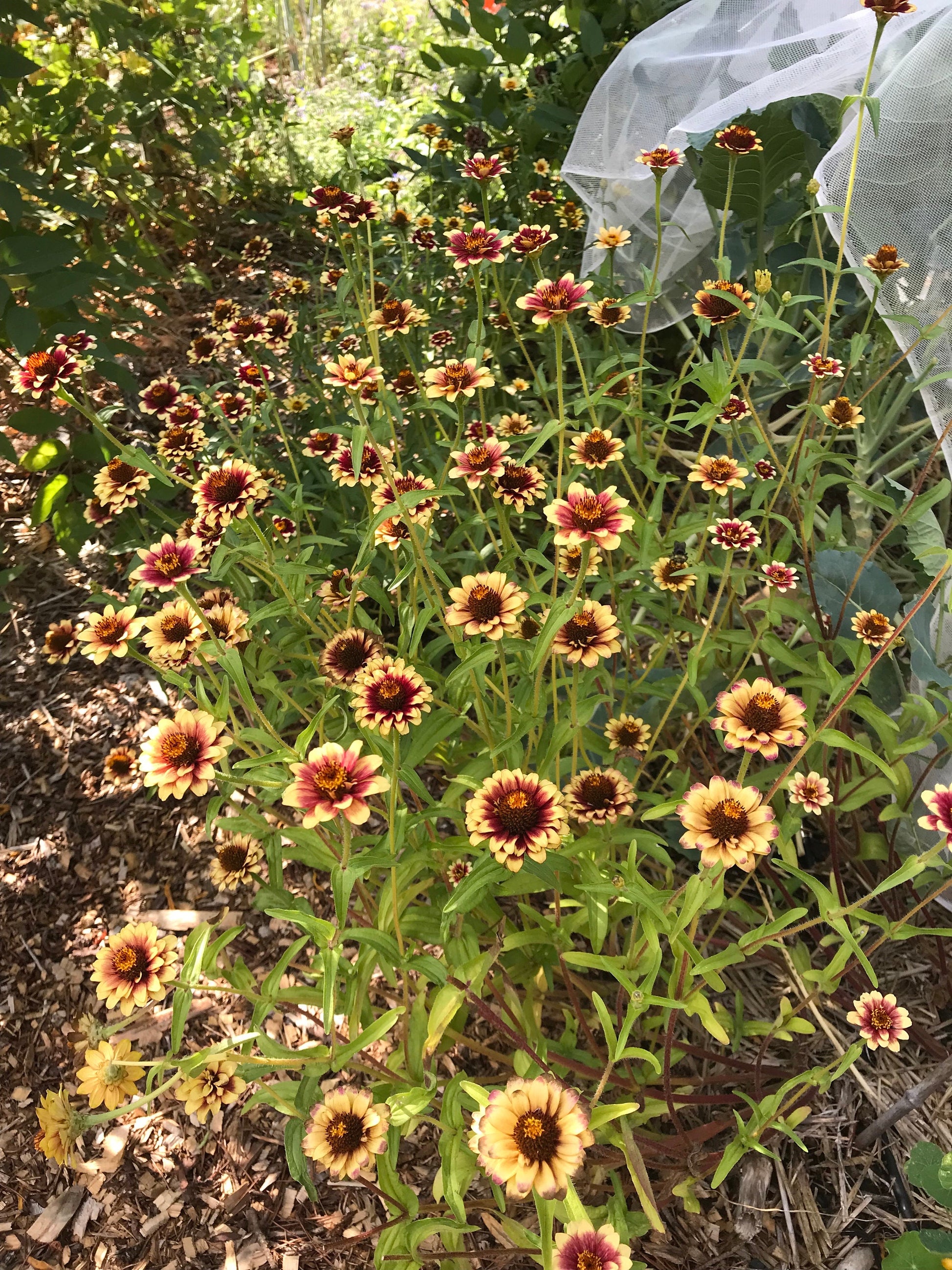 Mexican Zinnia Seeds - Zinnia haageana