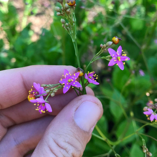 Fame Flower Seeds - Jewels of Opar - Talinum paniculatum - Cut flower & nutritious vegetable - CicadaSeedsShop