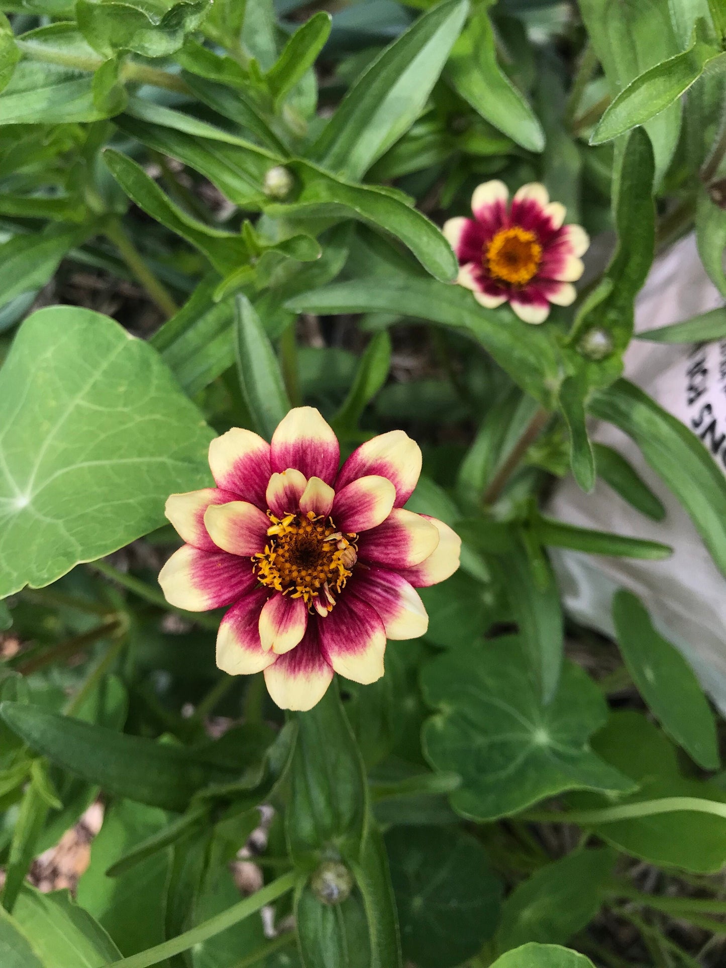 Mexican Zinnia Seeds - Zinnia haageana