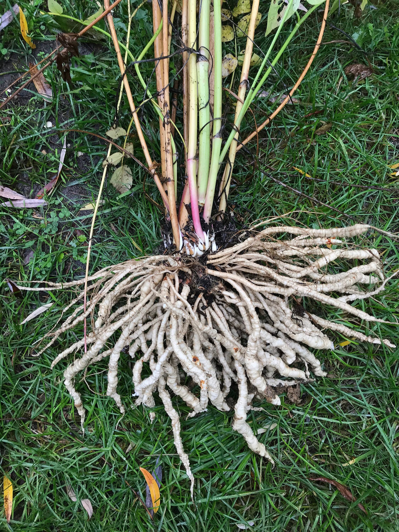 Skirret Seeds - Sium sisarum - Sugar Root – Cicada Seeds